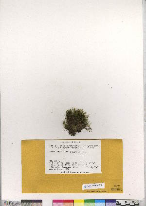  (Pohlia filum - CCDB-28016-E02)  @11 [ ] CreativeCommons - Attribution (2016) Canadian Museum of Nature Canadian Museum of Nature