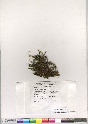  (Plagiomnium insigne - CCDB-28047-F08)  @11 [ ] CreativeCommons - Attribution (2016) Canadian Museum of Nature Canadian Museum of Nature
