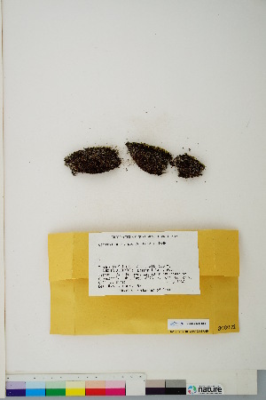  (Conostomum tetragonum - CCDB-28048-B08)  @11 [ ] CreativeCommons - Attribution (2016) Canadian Museum of Nature Canadian Museum of Nature