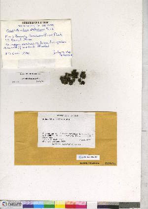  (Orthotrichum stellatum - CCDB-28049-C07)  @11 [ ] CreativeCommons - Attribution (2016) Canadian Museum of Nature Canadian Museum of Nature