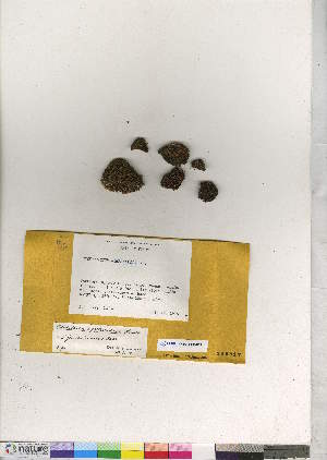  (Orthotrichum pellucidum - CCDB-28049-D05)  @11 [ ] CreativeCommons - Attribution (2016) Canadian Museum of Nature Canadian Museum of Nature