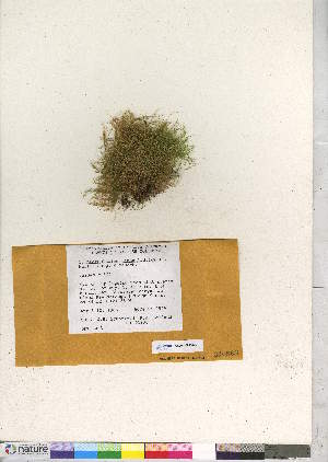  (Tripterocladium leucocladulum - CCDB-28050-A07)  @11 [ ] CreativeCommons - Attribution (2016) Canadian Museum of Nature Canadian Museum of Nature