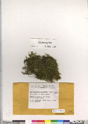  (Brachythecium asperrimum - CCDB-28094-H12)  @11 [ ] CreativeCommons - Attribution (2016) Canadian Museum of Nature Canadian Museum of Nature