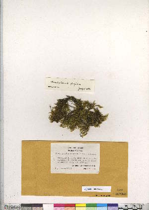  (Brachythecium frigidum - CCDB-28095-D01)  @11 [ ] CreativeCommons - Attribution (2016) Canadian Museum of Nature Canadian Museum of Nature