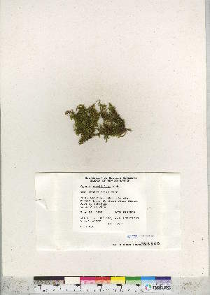  (Hypnum curvifolium - CCDB-28096-G09)  @11 [ ] CreativeCommons - Attribution (2016) Canadian Museum of Nature Canadian Museum of Nature