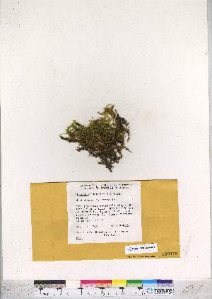  (Ctenidium schofieldii - CCDB-28097-H05)  @11 [ ] CreativeCommons - Attribution (2016) Canadian Museum of Nature Canadian Museum of Nature