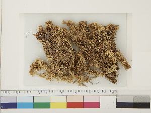  ( - CCDB-33278-A07)  @11 [ ] CreativeCommons - Attribution (2018) CBG Photography Group Centre for Biodiversity Genomics