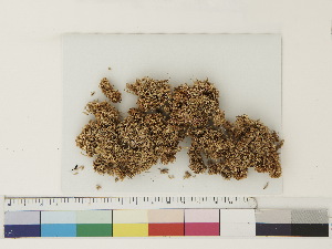  ( - CCDB-33278-B07)  @11 [ ] CreativeCommons - Attribution (2018) CBG Photography Group Centre for Biodiversity Genomics