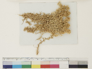 ( - CCDB-33278-C07)  @11 [ ] CreativeCommons - Attribution (2018) CBG Photography Group Centre for Biodiversity Genomics