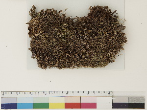  ( - CCDB-33278-F08)  @11 [ ] CreativeCommons - Attribution (2018) CBG Photography Group Centre for Biodiversity Genomics