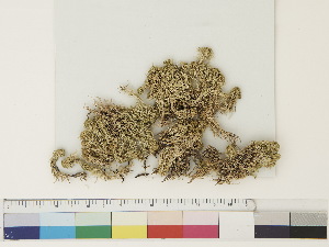  ( - CCDB-33279-A02)  @11 [ ] CreativeCommons - Attribution (2018) CBG Photography Group Centre for Biodiversity Genomics