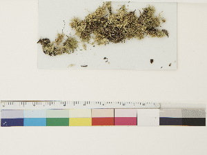  (Sphagnum platyphyllum - CCDB-33279-E02)  @11 [ ] CreativeCommons - Attribution (2018) CBG Photography Group Centre for Biodiversity Genomics
