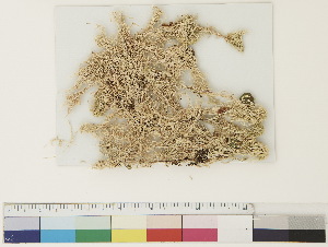  ( - CCDB-33279-H03)  @11 [ ] CreativeCommons - Attribution (2018) CBG Photography Group Centre for Biodiversity Genomics