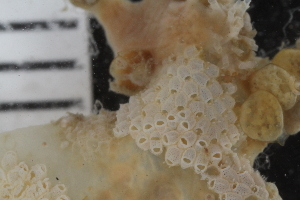  ( - SweBOL_Bryozoa_1208)  @11 [ ] CreativeCommons - Attribution Non-Commercial Share-Alike (2017) University of Bergen Natural History Collections