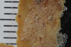  ( - SweBOL_Bryozoa_1329)  @11 [ ] CreativeCommons - Attribution Non-Commercial Share-Alike (2017) University of Bergen Natural History Collections