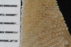  ( - SweBOL_Bryozoa_1330)  @11 [ ] CreativeCommons - Attribution Non-Commercial Share-Alike (2017) University of Bergen Natural History Collections