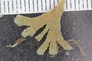  (Dendrobeania murrayana - ZMBN_120517)  @11 [ ] CreativeCommons - Attribution Non-Commercial Share-Alike (2017) University of Bergen Natural History Collections
