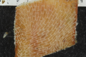  ( - ZMBN_120522)  @11 [ ] CreativeCommons - Attribution Non-Commercial Share-Alike (2017) University of Bergen Natural History Collections
