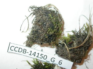  (Bryum marratii - CCDB-14150_G_6)  @12 [ ] CreativeCommons - Attribution Non-Commercial Share-Alike (2011) NTNU Museum of Natural History and Archaeology NTNU Museum of Natural History and Archaeology