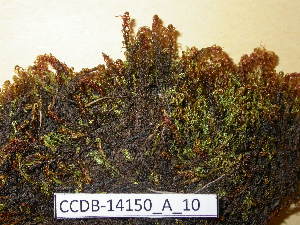  (Bryum neodamense - CCDB-14150_A_10)  @12 [ ] CreativeCommons - Attribution Non-Commercial Share-Alike (2011) NTNU Museum of Natural History and Archaeology NTNU Museum of Natural History and Archaeology