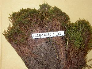  (Bryum pseudotriquetrum - CCDB-14150_H_11)  @13 [ ] CreativeCommons - Attribution Non-Commercial Share-Alike (2011) NTNU Museum of Natural History and Archaeology NTNU Museum of Natural History and Archaeology