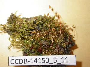  (Bryum arcticum - CCDB-14150_B_11)  @13 [ ] CreativeCommons - Attribution Non-Commercial Share-Alike (2011) NTNU Museum of Natural History and Archaeology NTNU Museum of Natural History and Archaeology