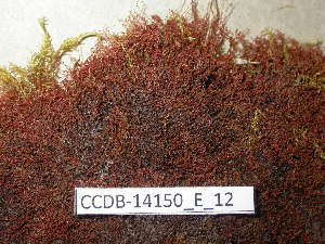  (Bryum cyclophyllum - CCDB-14150_E_12)  @12 [ ] CreativeCommons - Attribution Non-Commercial Share-Alike (2011) NTNU Museum of Natural History and Archaeology NTNU Museum of Natural History and Archaeology