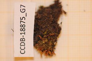  (Encalypta brevipes - CCDB-18875_G7)  @11 [ ] CreativeCommons - Attribution Non-Commercial Share-Alike (2013) NTNU Museum of Natural History and Archaeology NTNU Museum of Natural History and Archaeology