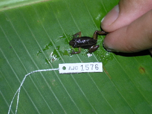  ( - AJC 1576)  @12 [ ] CreativeCommons - Attribution Non-Commercial Share-Alike (2010) Andrew J. Crawford Smithsonian Tropical Research Institute