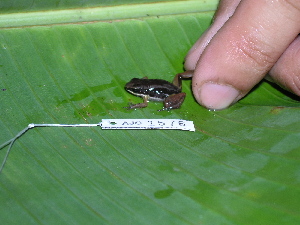  ( - AJC 1576)  @12 [ ] CreativeCommons - Attribution Non-Commercial Share-Alike (2010) Andrew J. Crawford Smithsonian Tropical Research Institute