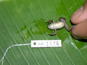  ( - AJC 1576)  @12 [ ] CreativeCommons - Attribution Non-Commercial Share-Alike (2010) Andrew J. Crawford Smithsonian Tropical Research Institute