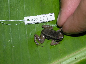  ( - AJC 1577)  @14 [ ] CreativeCommons - Attribution Non-Commercial Share-Alike (2010) Andrew J. Crawford Smithsonian Tropical Research Institute