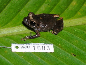  (Pristimantis aff. taeniatus 1 - AJC 1683)  @14 [ ] CreativeCommons - Attribution Non-Commercial Share-Alike (2010) Andrew J. Crawford Smithsonian Tropical Research Institute