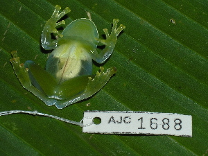  ( - AJC 1688)  @15 [ ] CreativeCommons - Attribution Non-Commercial Share-Alike (2010) Andrew J. Crawford Smithsonian Tropical Research Institute