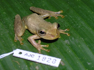  ( - AJC 1828)  @13 [ ] CreativeCommons - Attribution Non-Commercial Share-Alike (2010) Andrew J. Crawford Smithsonian Tropical Research Institute