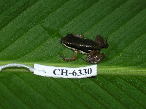  (Colostethus pratti - CH 6330)  @14 [ ] CreativeCommons - Attribution Non-Commercial Share-Alike (2010) Andrew J. Crawford Smithsonian Tropical Research Institute