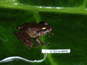  (Craugastor aff. longirostris - CH 6409)  @14 [ ] CreativeCommons - Attribution Non-Commercial Share-Alike (2010) Andrew J. Crawford Smithsonian Tropical Research Institute
