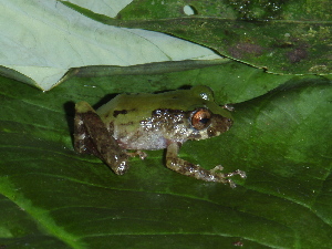  ( - CH 6455)  @14 [ ] CreativeCommons - Attribution Non-Commercial Share-Alike (2010) Andrew J. Crawford Smithsonian Tropical Research Institute