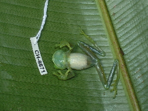  ( - CH 6671)  @13 [ ] CreativeCommons - Attribution Non-Commercial Share-Alike (2010) Andrew J. Crawford Smithsonian Tropical Research Institute