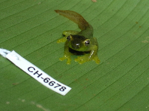  ( - CH 6678)  @13 [ ] CreativeCommons - Attribution Non-Commercial Share-Alike (2010) Andrew J. Crawford Smithsonian Tropical Research Institute