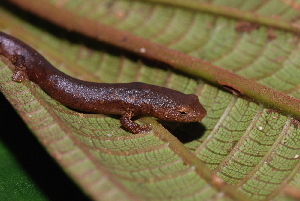  (Plethodontidae - CH 6752)  @14 [ ] CreativeCommons - Attribution Non-Commercial Share-Alike (2010) Andrew J. Crawford Smithsonian Tropical Research Institute