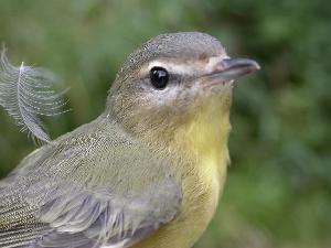  (Vireo philadelphicus - MBO 2440-40671)  @15 [ ] Copyright (2010) Unspecified Unspecified