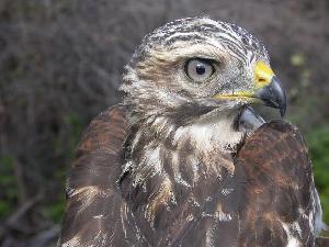  (Buteo lineatus - MBO 2206-78565)  @14 [ ] Copyright (2010) Unspecified Unspecified