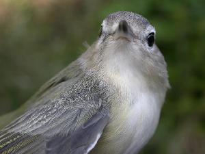  (Vireo gilvus - MBO 2440-72105)  @14 [ ] Copyright (2010) Unspecified Unspecified
