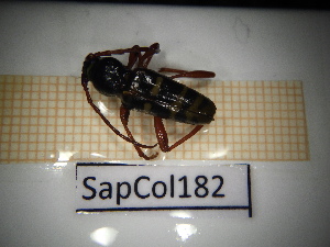  ( - SapCol182)  @11 [ ] CreativeCommons Attribution (2025) Dept Invertebrate Zoology and Hydrobiology, University of Lodz University of Lodz