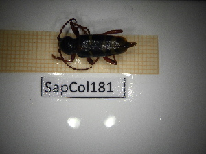  ( - SapCol181)  @11 [ ] CreativeCommons Attribution (2025) Dept Invertebrate Zoology and Hydrobiology, University of Lodz University of Lodz