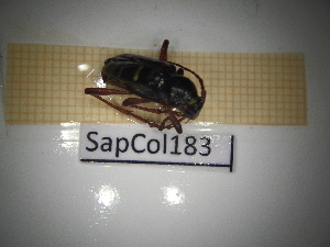  ( - SapCol183)  @11 [ ] CreativeCommons Attribution (2025) Dept Invertebrate Zoology and Hydrobiology, University of Lodz University of Lodz
