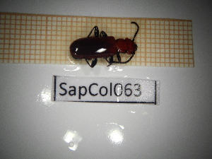  ( - SapCol063)  @11 [ ] CreativeCommons Attribution (2025) Dept Invertebrate Zoology and Hydrobiology, University of Lodz University of Lodz
