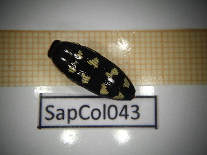  ( - SapCol043)  @11 [ ] CreativeCommons Attribution (2025) Dept Invertebrate Zoology and Hydrobiology, University of Lodz University of Lodz