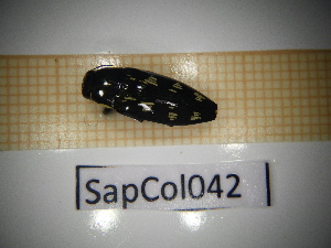  ( - SapCol042)  @11 [ ] CreativeCommons Attribution (2025) Dept Invertebrate Zoology and Hydrobiology, University of Lodz University of Lodz